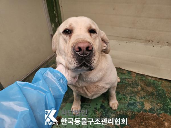 보호중 라브라도 리…